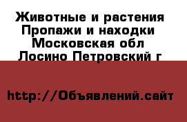 Животные и растения Пропажи и находки. Московская обл.,Лосино-Петровский г.